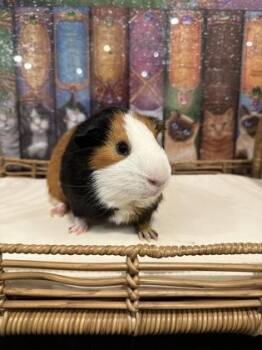 Rescue Guinea Pig Guinea Pigs for Adoption in Annapolis, Maryland - Bob | PetCurious